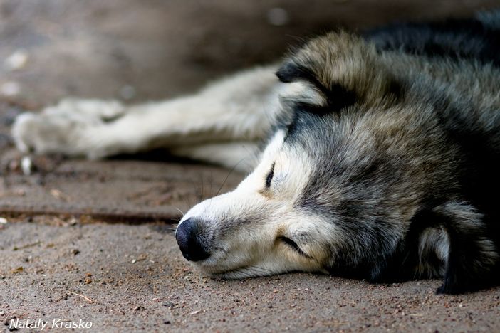 к чему снится убить кошку. усыпление домашних животных. животные призраки. объятия с собакой. сон кошки в картинках.