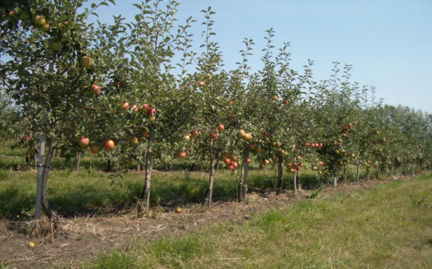 Минсельхоз: за год площадь новых садов увеличилась в 4,5 раза