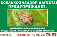 Дагестанское управление Россельхознадзора рассказало о вреде мраморного клопа