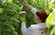 Россельхознадзор ищет карантинные объекты в теплицах Дагестана