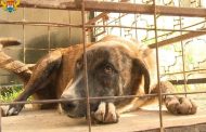 В Махачкале за полгода отловлено около 900 бродячих собак