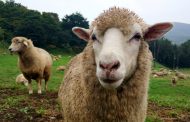Конкурс на самую красивую овцу пройдет в Буйнакском районе