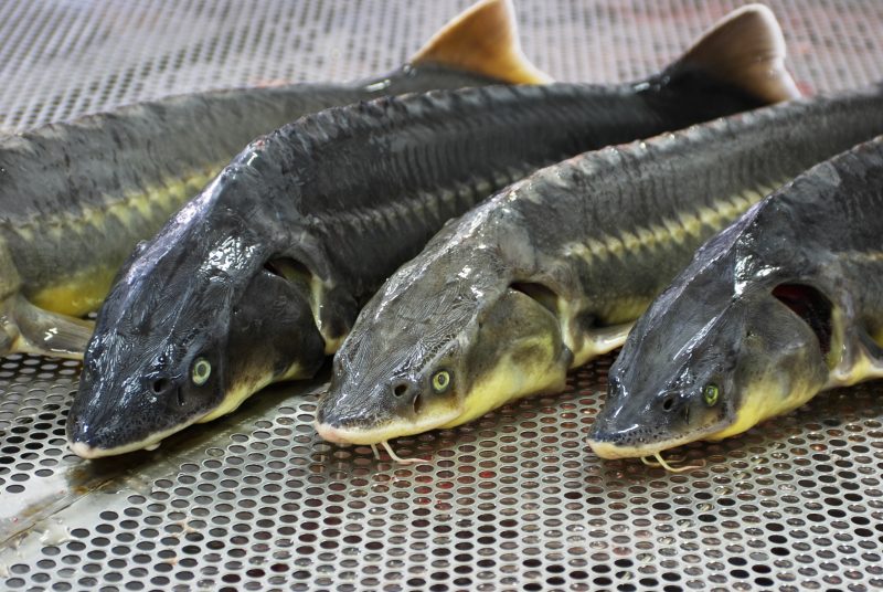 В Дагестане за последние 10 лет выпущено около 700 млн различных видов рыб