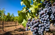В Дагестане собрано около 140 тысяч тонн винограда
