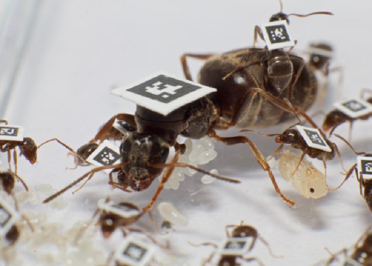 Инфицированные муравьи ограничивают контакты с сородичами