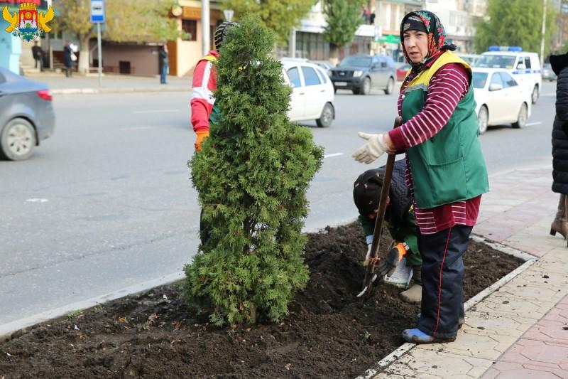 В Махачкале планируется высадить 34 тысячи тюльпанов