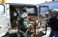 На отлов и содержание бродячих собак в Махачкале добавили пять миллионов