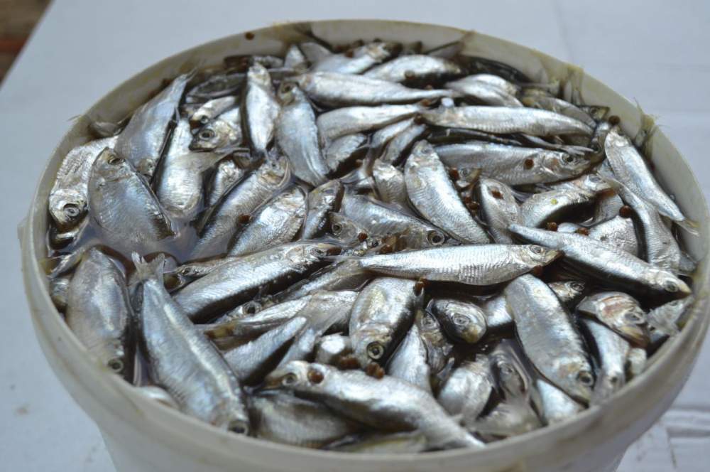 Дагестан приобретет два судна для вылова рыбы