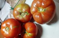 В Дагестане задержали 15 тонн зараженных томатов из Азербайджана
