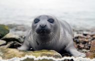 Эксперт считает, что тюленей в Каспийском море мог убить метан
