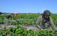 Фермеры Дагестана собирают урожай клубники