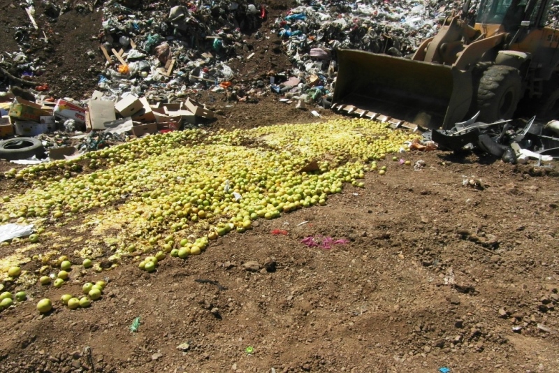В Махачкале уничтожено более двух тонн санкционных яблок