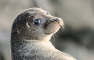 В ДГУ дан старт научным работам по сохранению каспийского тюленя