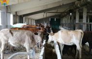 Власти Махачкалы начали отлов безнадзорных коров