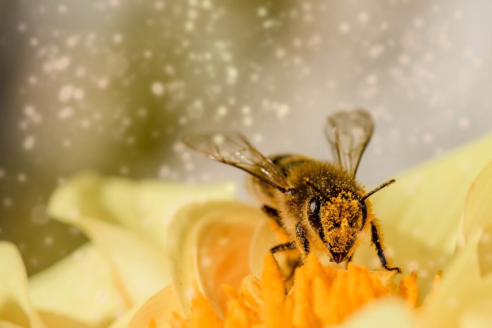 Пчеловеческий фактор. Почему все пчелы попадают в рой