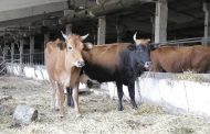 В Махачкале избит сторож штрафстоянки для бродячих коров