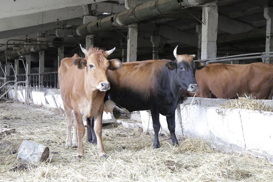 В Махачкале избит сторож штрафстоянки для бродячих коров