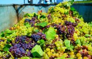 В Дагестане собран рекордный за 30 лет урожай винограда