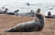 Трое браконьеров ответят в суде за незаконную добычу тюленей