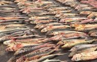В Дагестане браконьеры ответят перед судом за вылов более тонны краснокнижной рыбы
