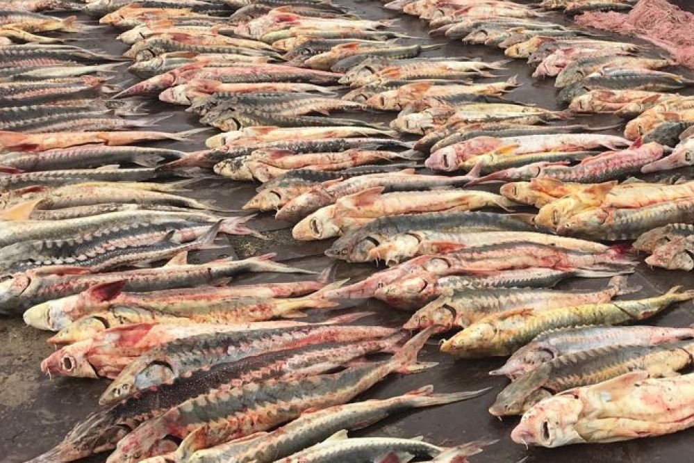 В Дагестане браконьеры ответят перед судом за вылов более тонны краснокнижной рыбы