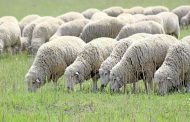Беларусь заинтересовалась элитным поголовьем овец Дагестана