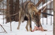Пойманная в Дагестане волчица вывезена в подмосковный приют для волков (ФОТО)