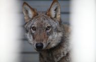 «Семендерская волчица» попалась во время охоты на кур (ФОТО)