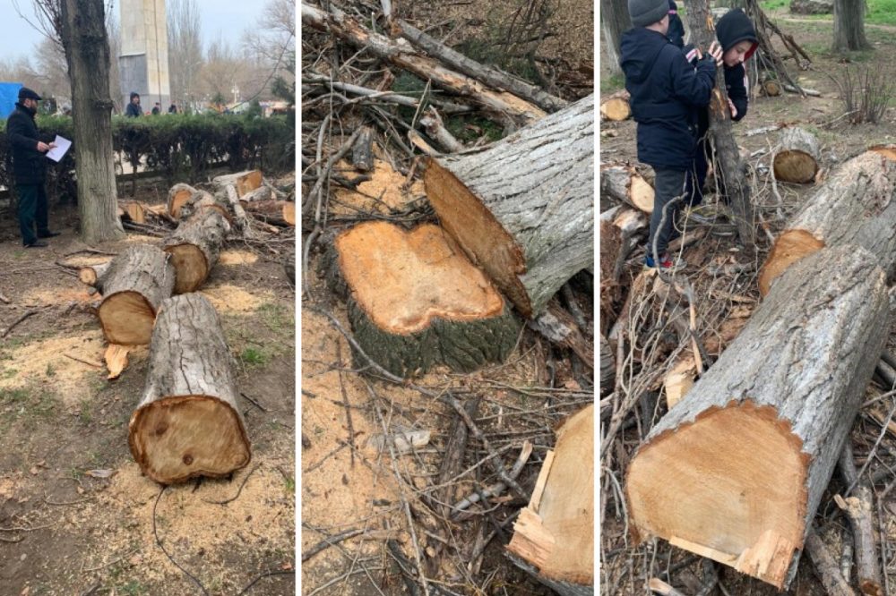 Минприроды: деревья в «собачьем» парке вырубили лесорубы из муниципальной службы