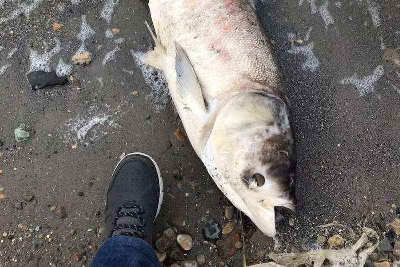 Эксперты: у мертвой рыбы в озере Ак-Гёль выявлены изменения внутренних органов