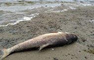 Очередная комиссия убедилась: причина гибели рыбы в озере Ак-Гёль – дефицит кислорода в воде