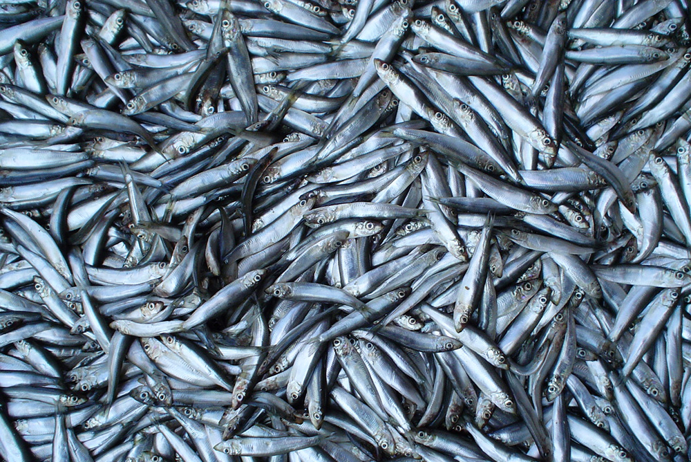 Вылов кильки в Дагестане в 2025 году вырос на 9,7%