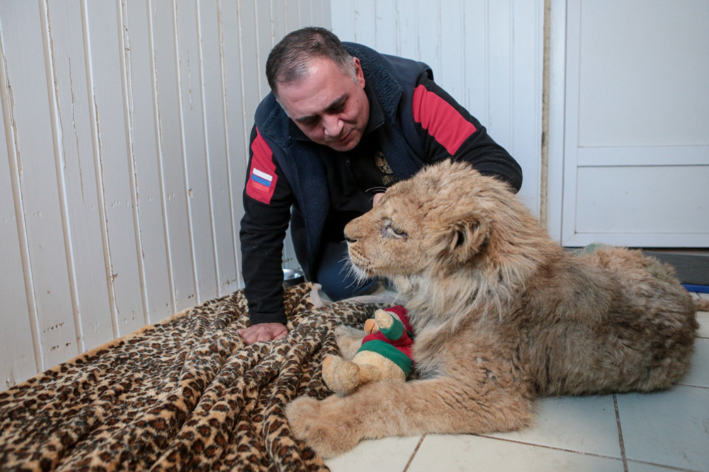 Вывезенный из Дагестана в Челябинск больной львенок сделал первые шаги (ФОТО, ВИДЕО)