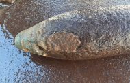 Саперы уничтожили старый артиллерийский снаряд, найденный в пригороде Махачкалы