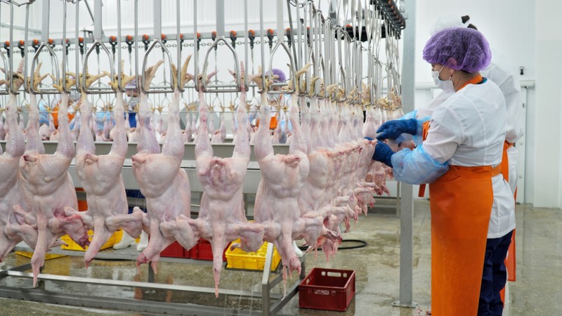 Дагестан планирует поставлять мясо птицы в зарубежные страны