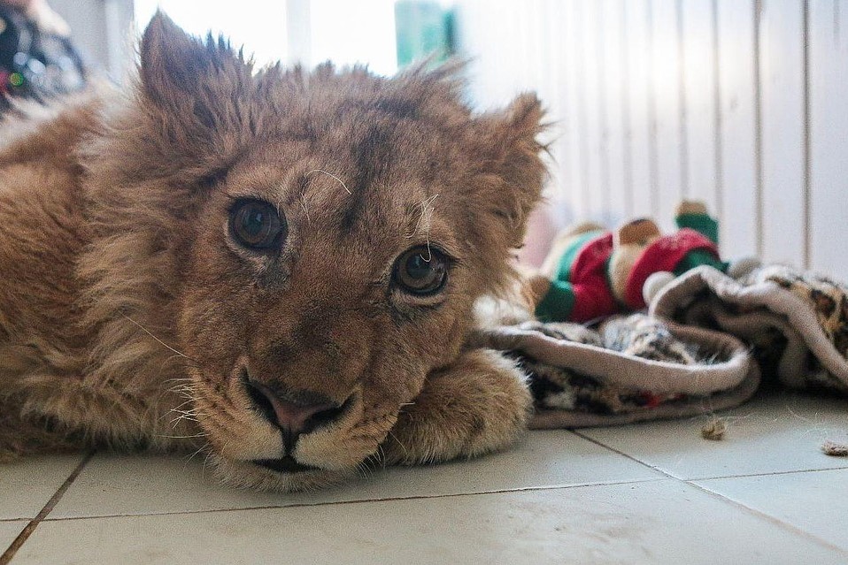 Суд в Избербаше ограничил свободу фотографу за жестокое обращение со львенком