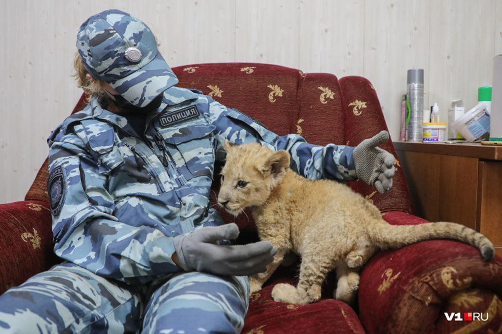 Полицейские нашли львенка в багажнике рейсового автобуса «Махачкала - Москва»