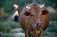 В Дагестане усилен ветеринарный надзор в отношении завозимого скота