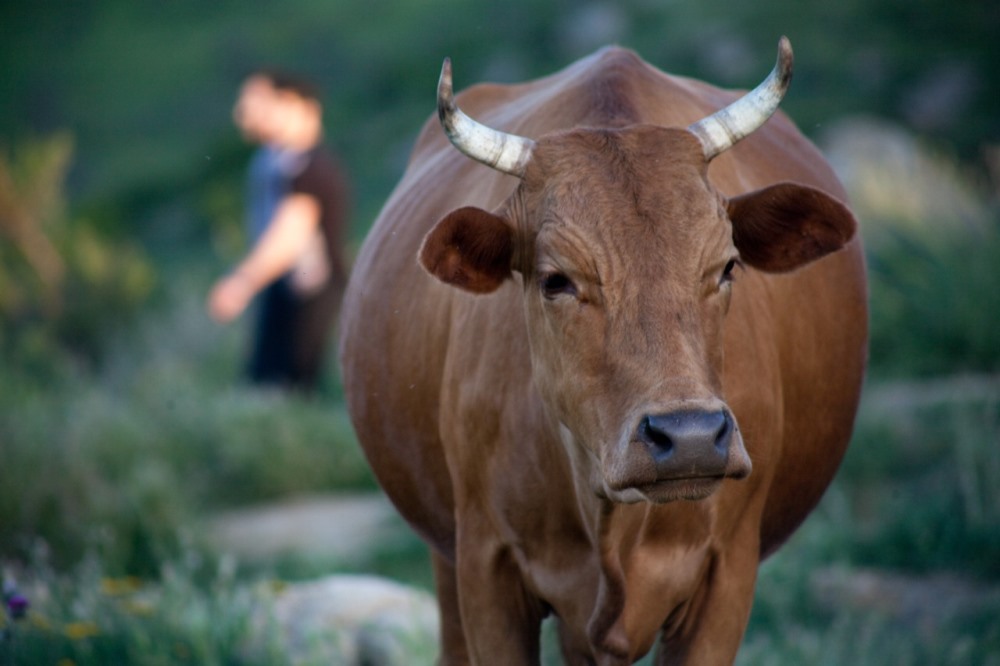 В Буйнакске открыта вторая в Дагестане штрафстоянка для бродячих коров 