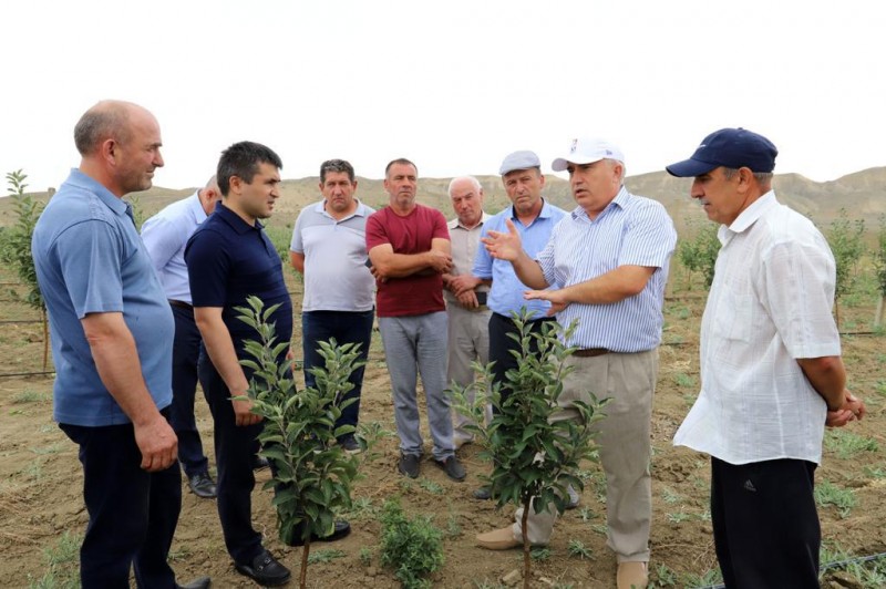 В Табасаранском районе Дагестана развивают предгорное интенсивное садоводство и виноградарство