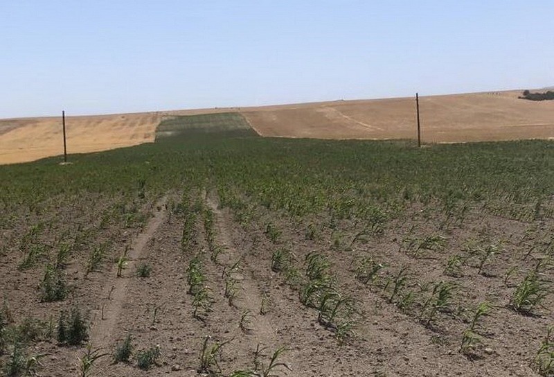 В Дагестане вспомнили о чистом паре и смогли вдвое повысить урожайность зерновых