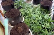 На съемной квартире в Махачкале обнаружена мини-плантация марихуаны