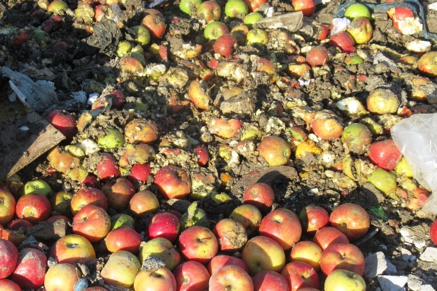 В Дагестане уничтожили более трех тонн санкционных яблок из Польши