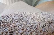 В Дагестане собрали более 100 тысяч тонн риса