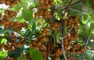В Дербентском районе займутся промышленным выращиванием киви