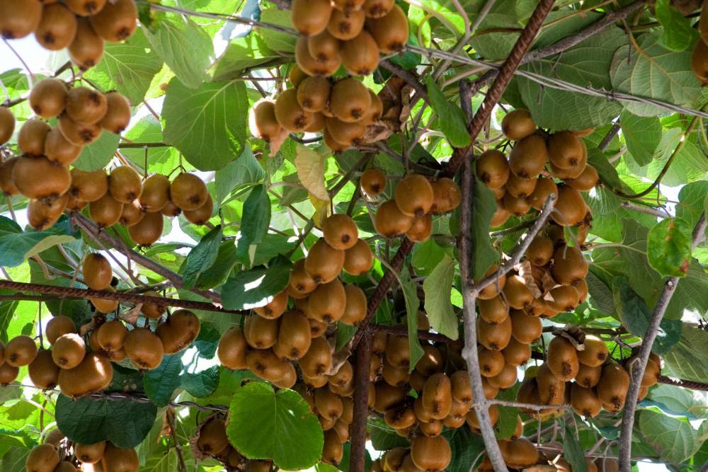 В Дербентском районе займутся промышленным выращиванием киви