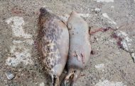 Экспертиза исключила массовую гибель тюленей на Каспии от рыболовных сетей