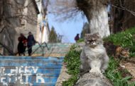 Дагестанские синоптики прогнозируют в горах летние температуры в феврале