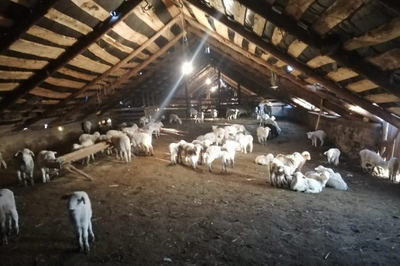 Оспа овец названа возможной причиной падежа скота в Хунзахском районе
