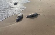 РАН: причиной гибели тюленей в Каспийском море мог стать выброс природного газа